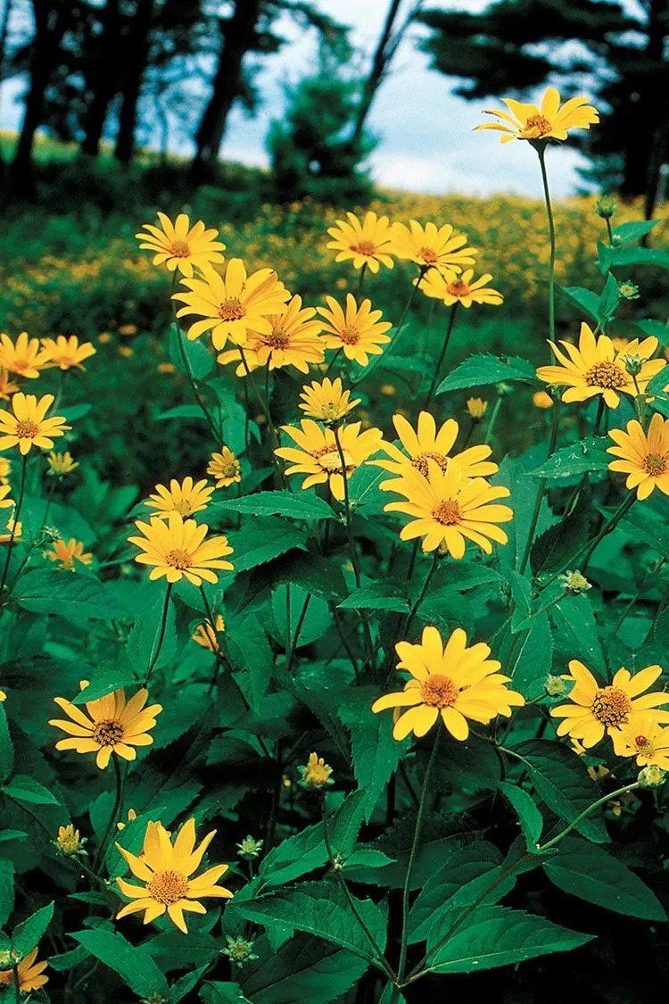 Sunflower - Early (Heliopsis helianthoides)
